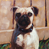 Pet Portrait of a Pug